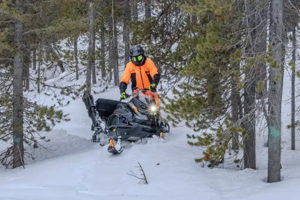 Il se glisse dans la forêt avec aisance.